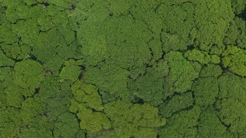 Aerial top down view of the djawatan forest in java, indonesia. Lush green tree Video stock 331631196