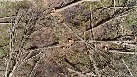 Aerial top down view drone moving up fast showing more and more of dead forest Stock Footage