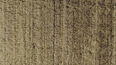 Aerial top down view; drone moving over the agricultural field Stock Footage 109589688