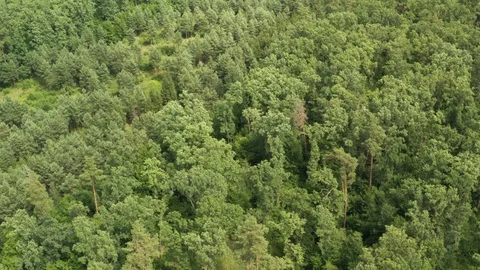 Aerial top down view from drone of forest in spring or summer day. 스톡 동영상 119026126