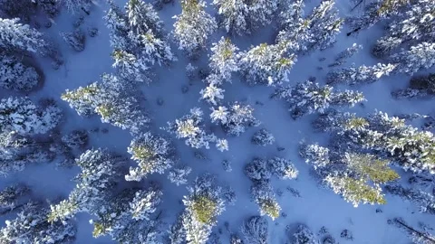 Aerial top down view drone flying over winter forest while snow is falling down. Vídeo Stock 161533586