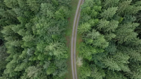 Aerial top-down view of drone turning along forest path Stock Footage 263082821