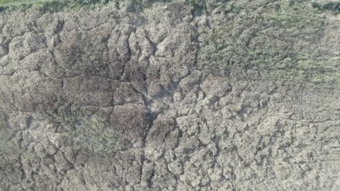 Aerial Top down view of dry grass blowing in the wind, lawn texture, background. Stock Footage 121958165