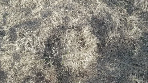 Aerial Top down view of dry grass blowing in the wind, lawn texture, background. Stock Footage 121958296