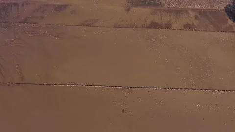 Aerial Top Down View Of Duck Flock Foraging In Muddy Field Stock Footage 340453711