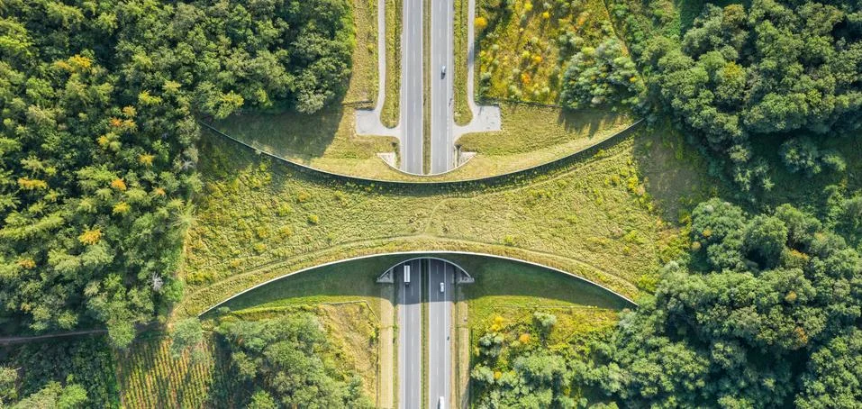 Aerial top down view of ecoduct or wildlife crossing Fotos Stock