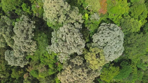 Aerial Top-Down View of Emergent Trees in Primary Rainforest, Pahang, Malaysia Видео 342780508