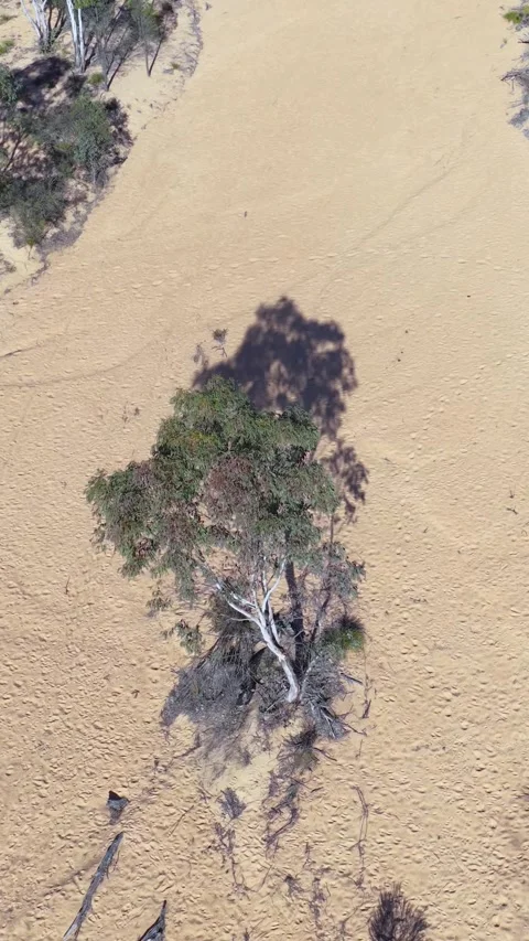 Aerial Top Down View of Eucalyptus Tree in Dry Sandy Creek Bed Stock Footage 346267058