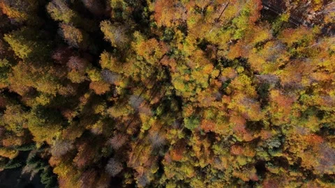 Aerial top down view of fall colorful forest trees in autumn background Stock Footage 254408616