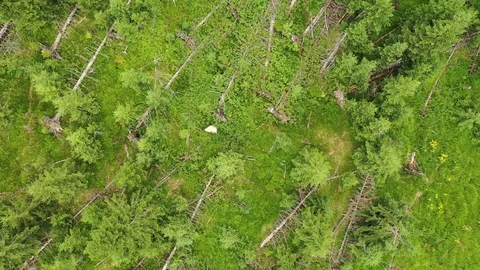 Aerial top down view of fallen trees after windstorm in High Tatras, Slovakia Stock Footage 114298016