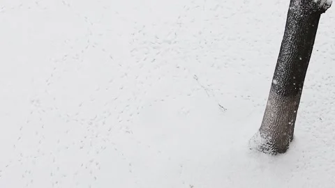 Aerial Top-Down View of Falling Snow and Small Bird Footprints Next to a Tree Tr Stock Footage 345611062