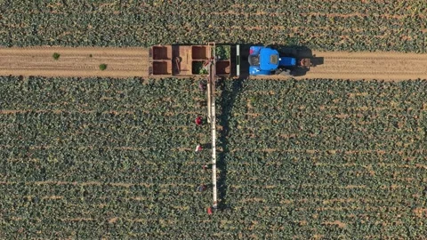 Aerial top down view of farmers harvesting broccoli Stock Footage 342814399