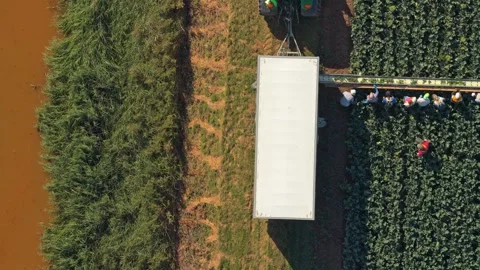Aerial top down view of farmers harvesting broccoli in netherlands 動画素材 342814521