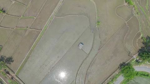 Aerial Top Down View of Farmland and Rice Fields Stock Footage 346427965