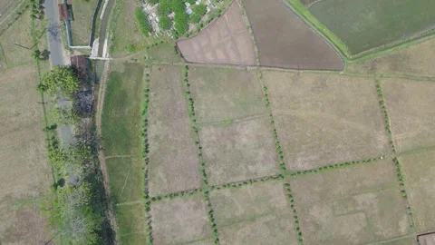 Aerial Top Down View of Farmland and Rice Fields Stock Footage 346428100