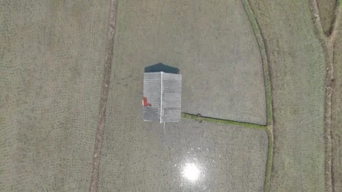 Aerial Top Down View of Farmland and Rice Fields Stock Footage 346428116