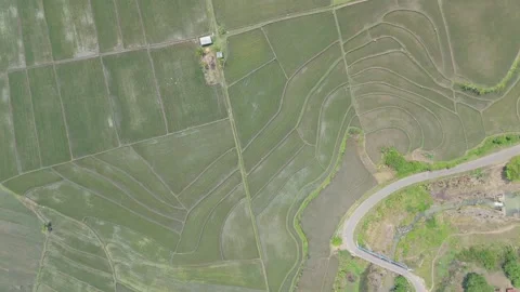Aerial Top Down View of Farmland and Rice Fields Stock Footage 346428435