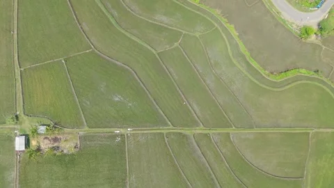 Aerial Top Down View of Farmland and Rice Fields Stock Footage 346434683