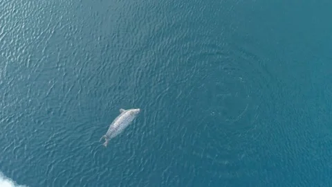 Aerial top down view of a fat spotted seal dives in the clear azure sea water Stock-Footage 170743004