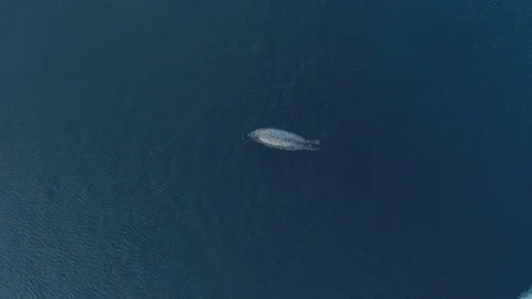Aerial top down view of a fat spotted seal floating on the clear azure sea water Stock Footage 170743054