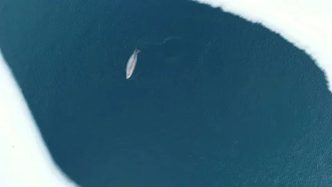 Aerial top down view of a fat spotted seal floating and diving in the clear Stock Footage 170744390