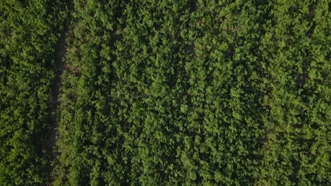 Aerial Top-Down view of a field in summer in Geneva, Switzerland. Stock Footage 301705181