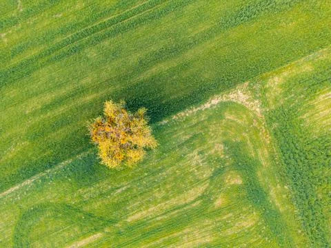 An aerial top-down view of a field with a lonely tree Stock Photos
