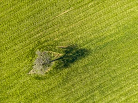 An aerial top-down view of a field with a lonely tree Stock Photos