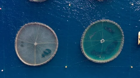 Aerial top down view to a fish farm in the mditerranean sea Video stock 124264851