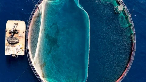 Aerial top down view to a fish farm in the mditerranean sea 库存影片 124265378