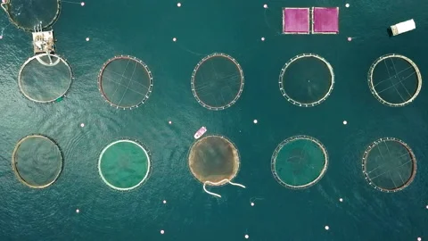 Aerial top down view of fish farm with floating cages in blue, mediterranean sea Stock Footage 165599579