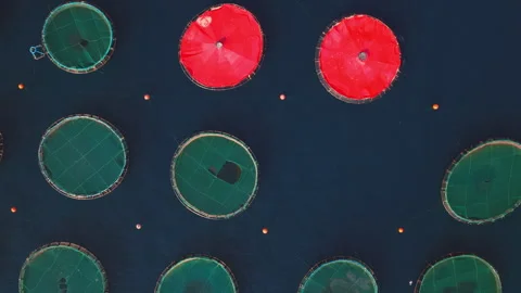 Aerial top down view of fish farm cages in the sea for aquaculture 库存影片 340557761