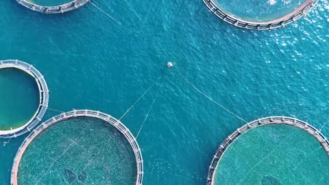Aerial top down view of fish farming cages in the Mediterranean sea Stock Footage 345057560