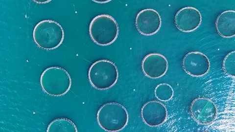 Aerial top down view of a fish farm with circular cages in turquoise sea wate Stock Footage 345058251