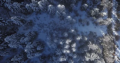 Aerial top down view flight over birch trees covered with snow Stock Footage 118971683