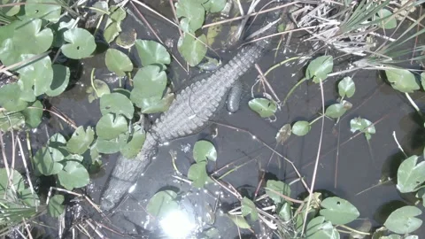 Aerial top down view of Florida Alligator Video stock 165603291