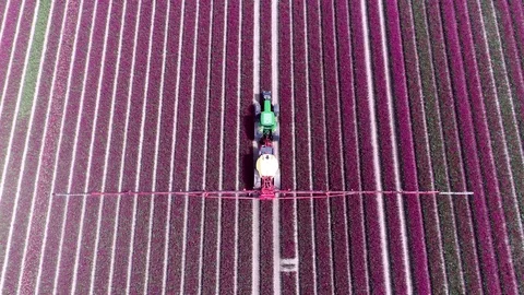 Aerial top-down view flying over beautiful pink purple tulip field 4k Stock Footage 76199683