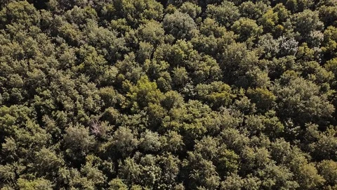 Aerial top down view. Flying over the beautiful green forest trees. Aerial Stock Footage 77287593