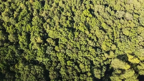 Aerial top down view. Flying over the beautiful green forest trees. Aerial Video stock 77289295