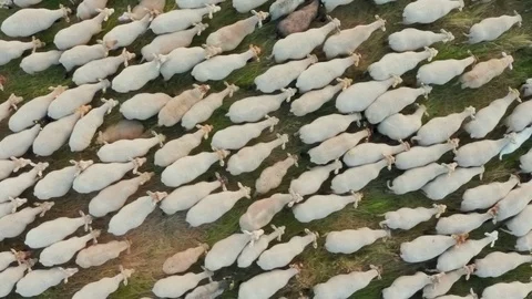 Aerial top down view flying over a flock of sheep grazing in an ecologically Stock Footage 116787291