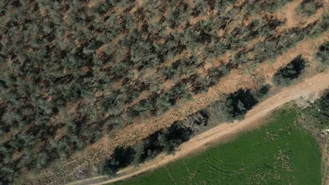 Aerial top down view flying over the countryside fields and the vineyard Stock Footage 237924999
