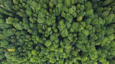Aerial top down view flying from left to right of pine and beech trees forest Stock Footage 247109778