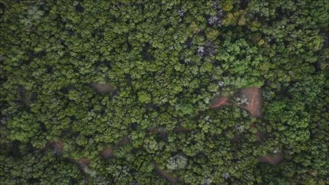 Aerial Top Down View Flying Over Dense Green Forest Canopy in Texas Hill Country Video stock 323887505