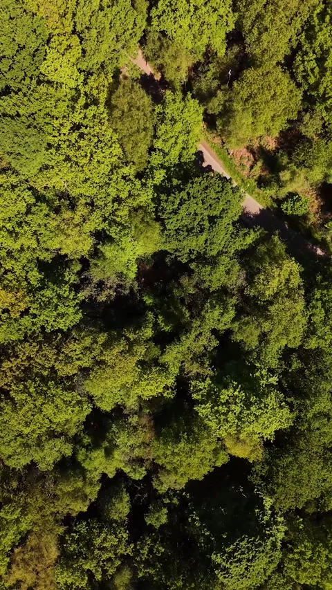 Aerial top down view flying over green forest treetops Stock Footage 327109464