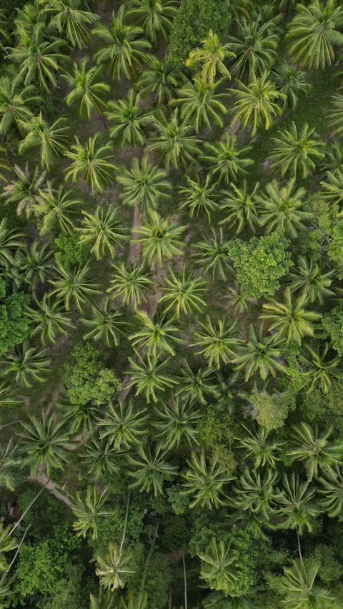 Aerial Top Down View Flying Over Palm Tree Plantation in Koh Phangan, Thailand Video stock 335814927