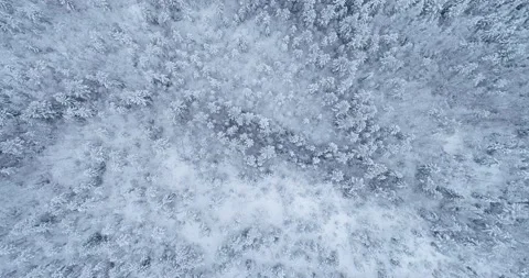 Aerial top down view flyover beautiful winter forest. Stock Footage 147039333