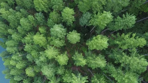 Aerial top down view flyover Douglas Fir forest in Oregon. Видео 149336121