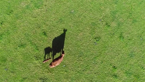 Aerial top down view footage of red Aberdeen Angus cattle 4k Stock Footage 85284071