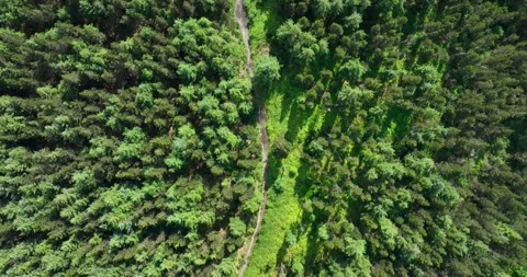 Aerial top down view of a footpath in th... | Stock Video | Pond5