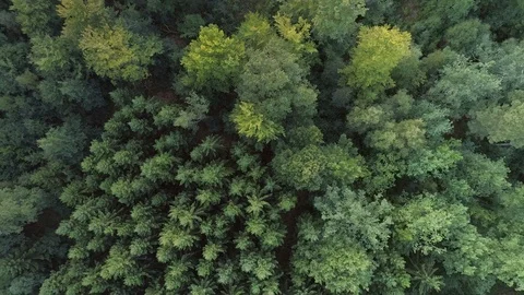 Aerial top down view of forest Stock Footage 112332903